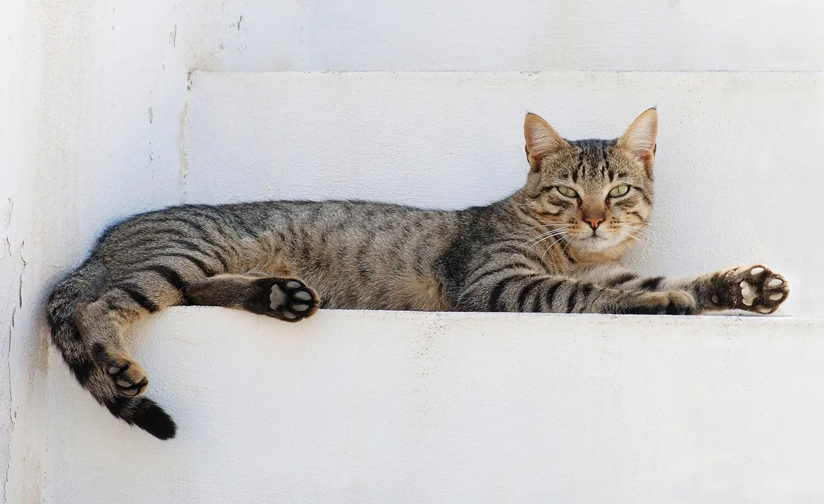 A tabby cat stretched out on a white ledge