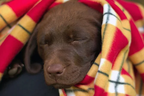 A sleeping puppy tucked into a blanket