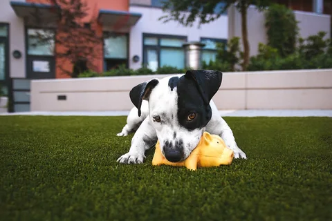 A puppy playing with a favorite toy