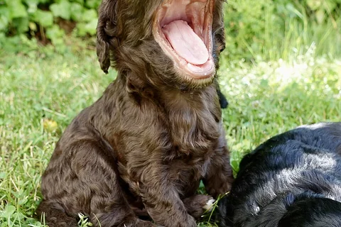An alert puppy outdoors