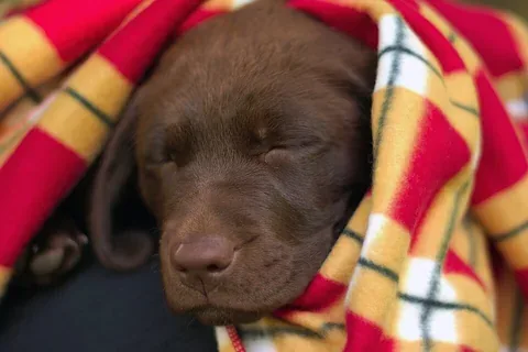 A sleeping Labrador puppy tucked into a blanket